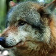 Wolf (Canis lupus) - Foto: Nindorf