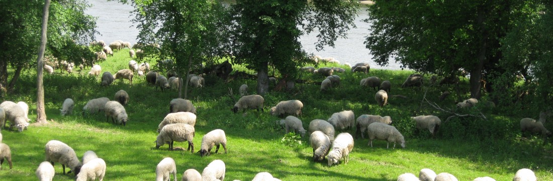 Schafe an der Elbe - Foto: Bernd Eichhorn